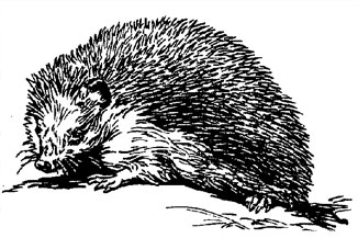 hedgehog